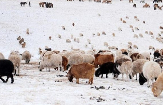 Малдаа яваад сураггүй болсон малчныг эсэн мэнд олжээ