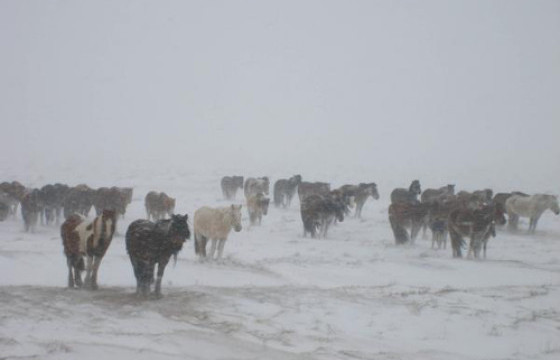 Хилчид шуурганд уруудсан малыг эздэд нь хүлээлгэн өгчээ