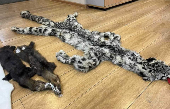 Экологийн цагдаагийн албанаас хууль бус ангийн түүх эд зарж байсан иргэдийг илрүүлжээ