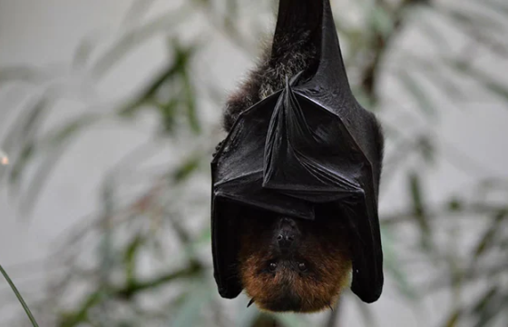 Тайландад шинэ төрлийн сарьсан багваахайн вирус илэрчээ