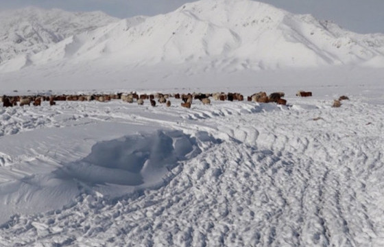 Нийт нутгийн 80 гаруй хувьд цастай байна
