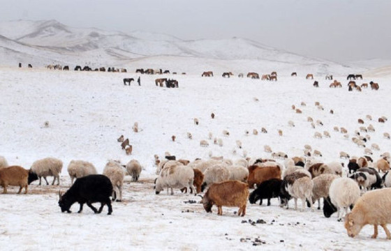 ЦАГААН ЗУДАНД ХҮН МАЛГҮЙ ТУЙЛДАЖ БАЙНА