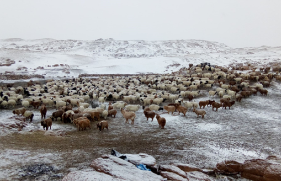 Адуундаа яваад сураггүй болсон малчныг эсэн мэнд олжээ