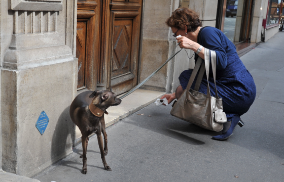 Гэрийн тэжээвэр амьтнаа олон нийтийн газар бие засуулбал ДНХ-ээр нь мөрдөж, эзэнд нь хариуцлага ногдуулдаг болжээ