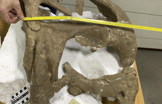 МАХЧИН ДИНОЗАВРЫН ТОЛГОЙН ЯСЫГ ХУУЛЬ БУСААР БОРЛУУЛАХ ГЭЖ БАЙСАН ИРГЭДИЙГ ИЛРҮҮЛЖЭЭ 