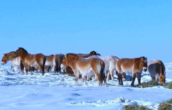 Говийн их дархан цаазат газар тахийн сүрэгт биотехникийн арга хэмжээ авч 185 боодол өвс тавьжээ