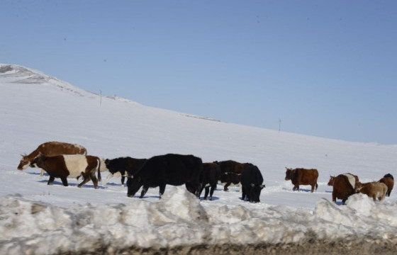 Өвөлжилт, хаваржилт хүндэрч байгаатай холбоотой  Ерөнхий сайд өндөржүүлсэн бэлэн байдал зарлах үүрэг өгчээ