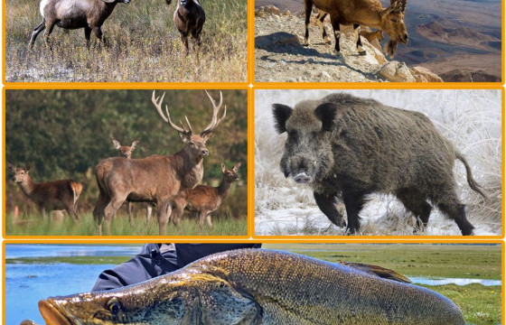 Зөвшөөрөлгүйгээр амьтан агнах, тээвэрлэх гэмт хэрэг, зөрчлийн гаралт ихэсжээ