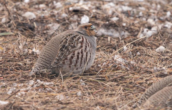 Дархан-Уулд зөвшөөрөлгүйгээр амьтан агнах, тээвэрлэх гэмт хэрэг, зөрчлийн гаралт өссөн байна