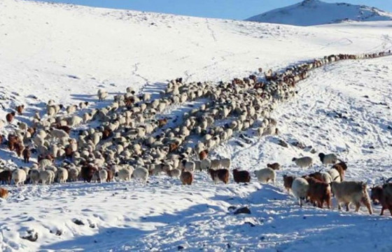Малдаа яваад сураггүй болсон хоёр иргэнийг эсэн мэнд олжээ
