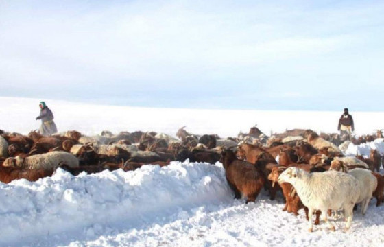 Төв аймгийн зарим газарт цасны зузаан 15-30 см хүрч, 100 гаруй мянган мал хорогджээ