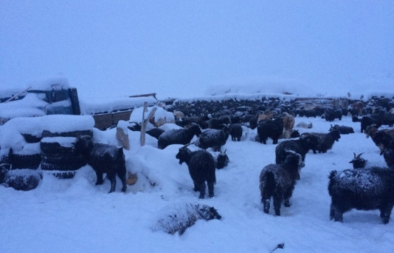 Малчдад туслах “Бид монголчууд” тусламжийн аяныг эхлүүлж, өв соёлоо хамгаалан үлдэхийг уриаллаа