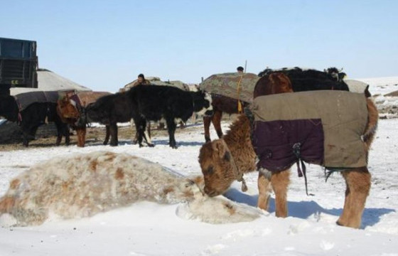 Энэ оны нэгдүгээр сард улсын хэмжээнд 453 мянган мал хорогджээ