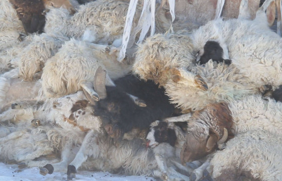 УОК: Өнөөдрийн байдлаар улсын хэмжээнд 2,9 сая мал хорогдсон