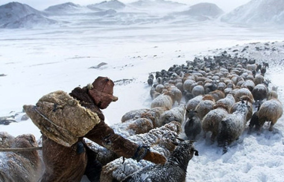 УОК: 2032 малчин өрхөд туслах нэмэлт хүчийг маргаашнаас эхлэн ажиллагаанд оролцуулна