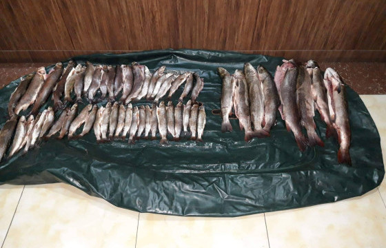 Хууль бусаар тул загас, хар сүүлт агнаж, мод бэлтгэсэн иргэдийг торгож, хэргийг нь шүүхэд шилжүүлжээ 