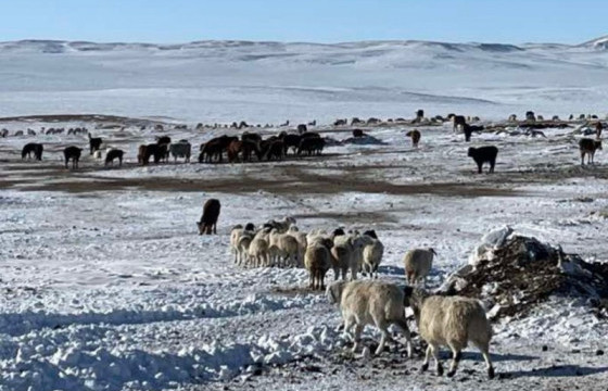 Биржээр дамжуулан 762 тонн хонь, үхэр, ямаа, адууны махыг 6.3 тэрбум төгрөгөөр арилжлаа