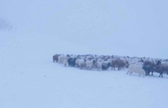 Олон жилийн дунджаас хүйтэн, ахиу тунадас орохоор байгаа нь хаваржилтыг хүндрүүлэх нөхцөл үүсгэж байна