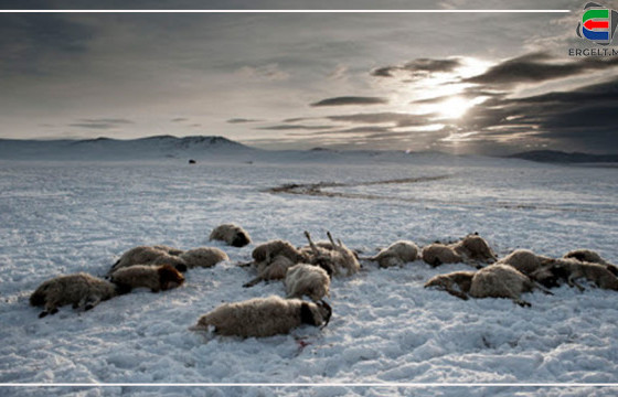 МАЛГҮЙ БОЛСОН ЗАЛУУ МАЛЧДАА ЯАХ ВЭ
