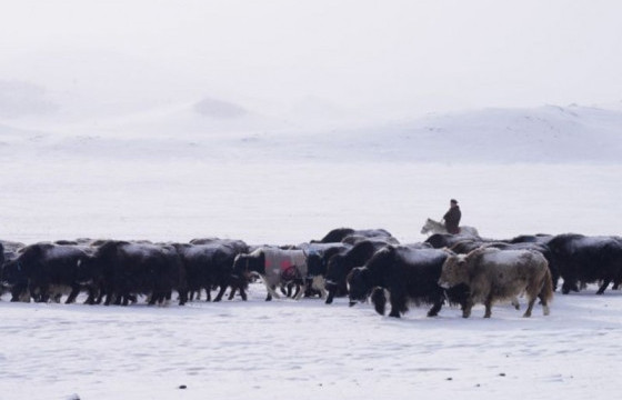 Нийт нутгийн 80 орчим хувьд цасан бүрхүүлтэй, гуу жалгандаа 100 см хүртэл зузаан цастай байна