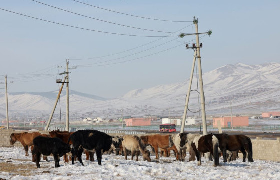 Суурьшлын бүсэд орж ирсэн 2140 малын эздийг тогтоон, хүлээлгэж өглөө