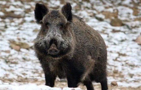 Зэрлэг гахайны мах тээвэрлэж, хууль бусаар мод бэлтгэсэн иргэнийг 13.330 мянган төгрөгөөр торгож, хэргийг нь шүүхэд шилжүүлэх саналтай Прокурорын байгууллагад шилжүүлжээ 