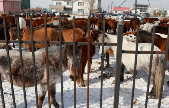 Түр хашаанд байсан 3051 толгой малыг суурьшлын бүсээс гаргаж эздэд нь бүрэн хүлээлгэж өглөө