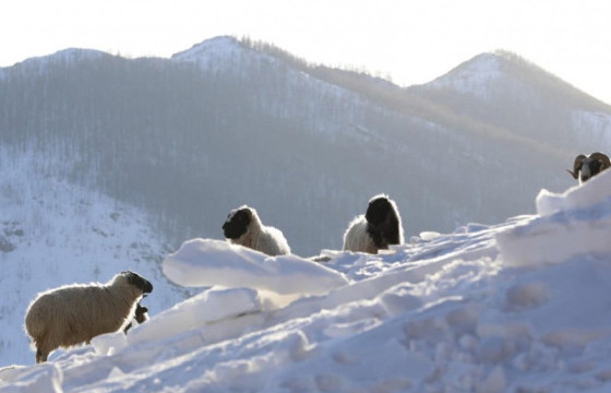 Зудын улмаас малгүй болсон өрхийг малжуулах арга хэмжээ авна