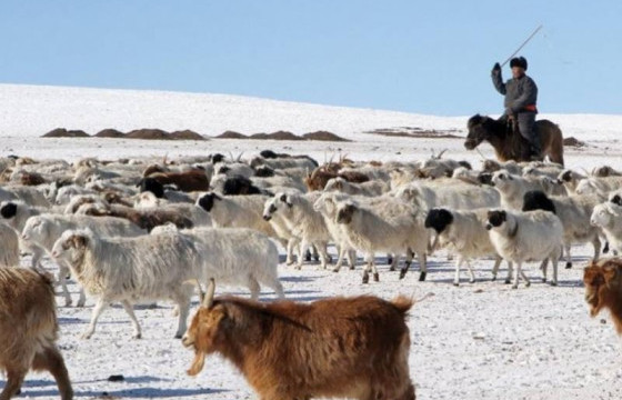 Малчдад хэрэгцээт зүйлсийг нь хүргэлээ