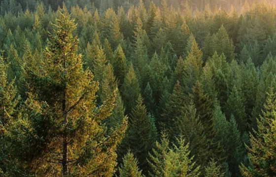 Дэлхийн ойн өдөр тохиож байна