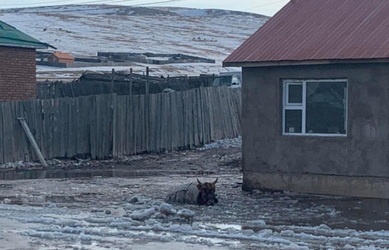 Шар усны үерт автсан айлуудыг нүүлгэв