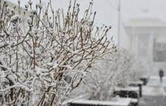 ЦАГ АГААР: Ихэнх нутгаар нойтон цас орж, цасан шуурга шуурна