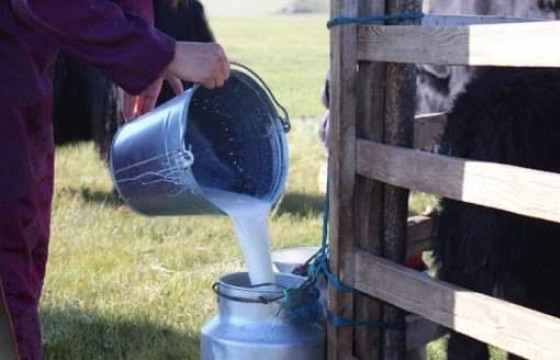 Малчдад 2.6 тэрбум төгрөгийг сүүний урамшуулал болгон олгожээ