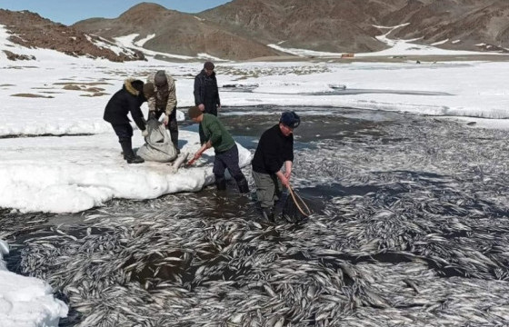 Даян нуурт хорогдсон загаснаас дээж авч, Биологийн хүрээлэнд нарийвчилсан шинжилгээ хийлгэнэ