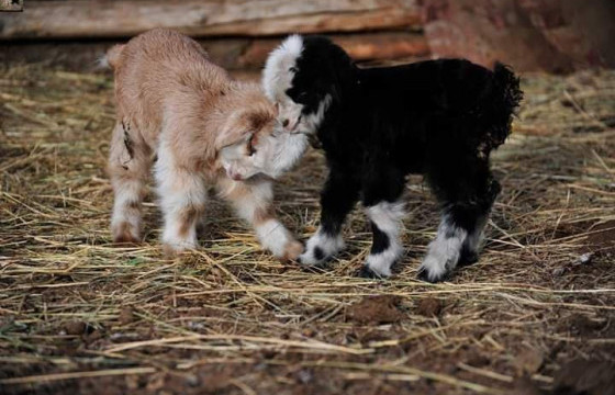 Улсын хэмжээнд 3.6 сая мал төллөжээ 