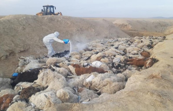 Т.БАЯРХҮҮ: Улсын хэмжээнд 513948 мал, амьтны сэг зэм устгасан