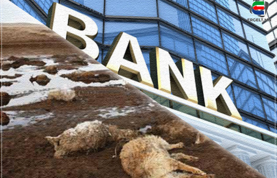 Зудад малаа алдсан малчид банкны зээлээ дарж чадахгүй сандарч байна