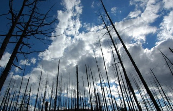 Хөвсгөл, Төв аймагт гарсан ой, хээрийн гал түймрийг бүрэн унтраалаа