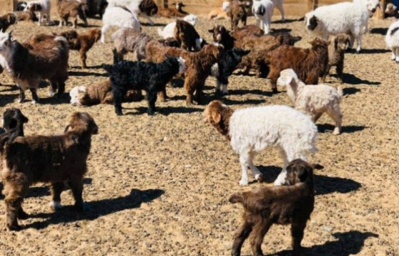 Улсын хэмжээнд 12.9 сая төл хүлээн авч, 11.9 сая төл бойжиж байна