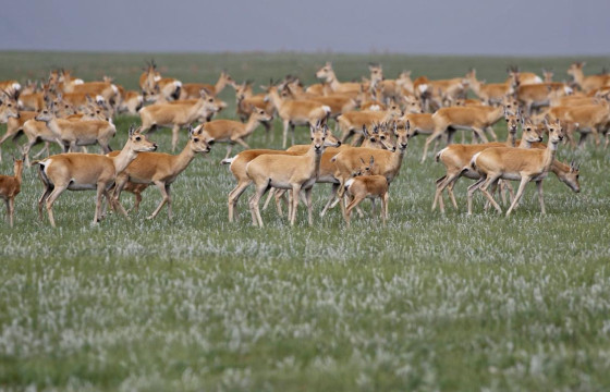 Цагаан зээр хууль бус агнуурт их өртжээ