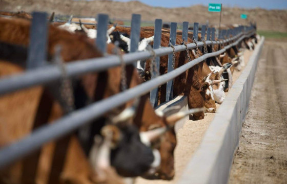 Ерөнхийлөгч У.Хүрэлсүх “Мэтагро” ХХК-ийн хөдөө аж ахуйн иж бүрэн цогцолборт ажиллалаа