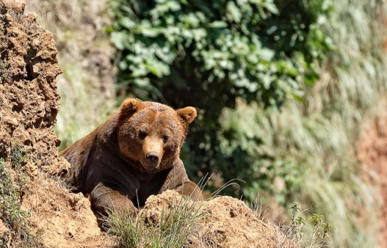 Бугын эвэр түүхээр яваад баавгайд бариулж амиа алджээ