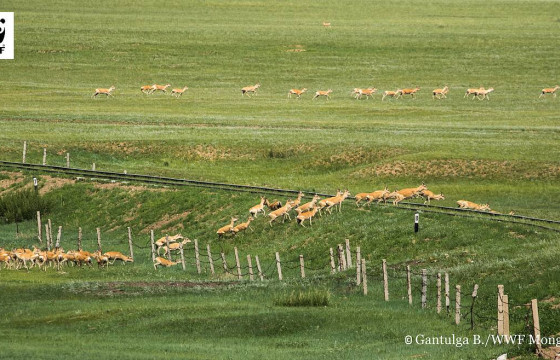 Зэрлэг амьтдыг хамгаалах  стандарт батлагдлаа