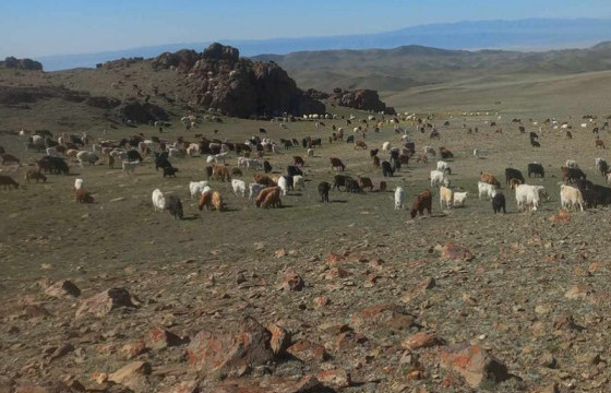 Бэлчээрийн ургамал ихэнх нутгаар хэвийн байна