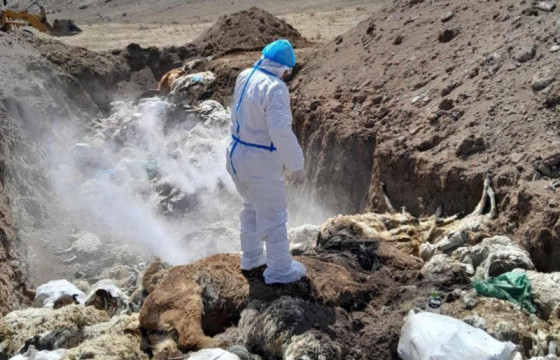 Малын сэг зэм устгалыг 94.18 хувьтай гүйцэтгэжээ