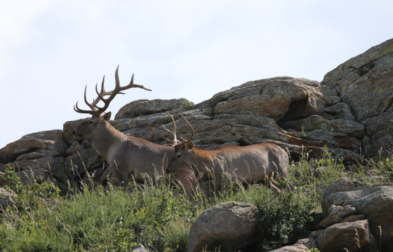 Эхээсээ төөрч үлдсэн бугын элийг байгаль хамгаалагчид тэжээхээр болжээ