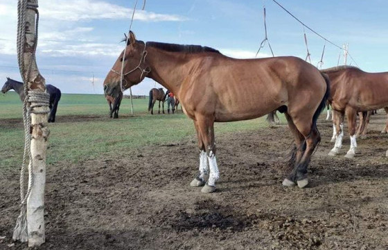 Наадам хязаалан насны морьдын уралдаанаар эхэлж байна