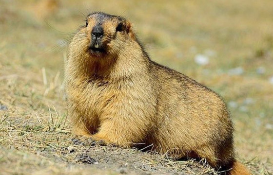 ЦЕГ: Тарвагатай андуурч, хүн буудсан хэргийг Төв аймгийн цагдаагийн газар шалгаж байгаа