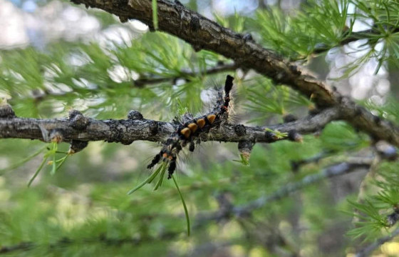 Увс аймагт ойн хөнөөлт шавжтай тэмцэх ажил үргэлжилж байна