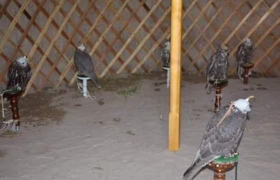 О.Алтангэрэл: Шонхор шувуутай холбоотой гадаад иргэдийн хууль бус байж болзошгүй үйлдэлд яаралтай арга хэмжээ авна